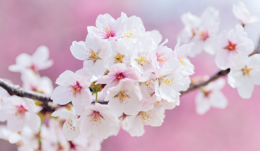 Flores blancas con un fondo rosa que representa la primavera